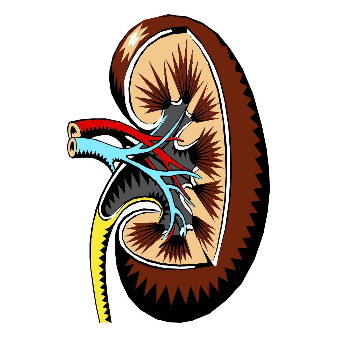 Kidney, organ png sticker, medical